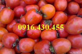 Cây giống hồng nhân hậu